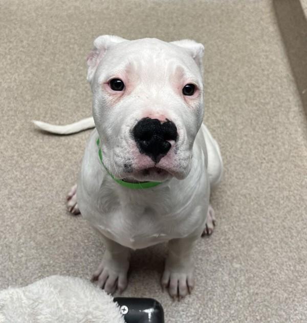 Buenos Aires, Adoptable, Puppy Female Dogo Argentino & Pit Bull Terrier.