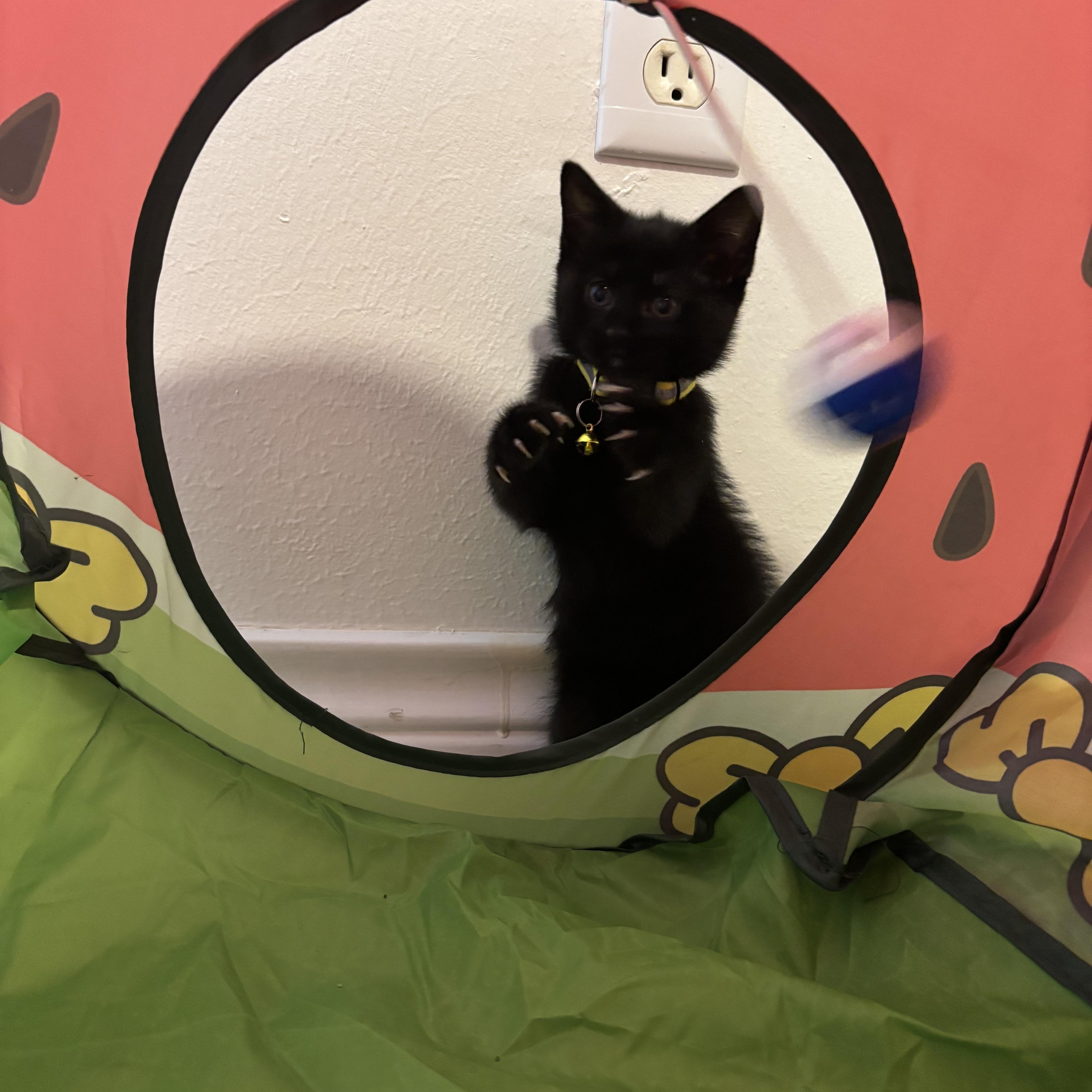 Dr. Robbie, a ADOPTABLE Domestic Short Hair in Bryan, TX image 4/6