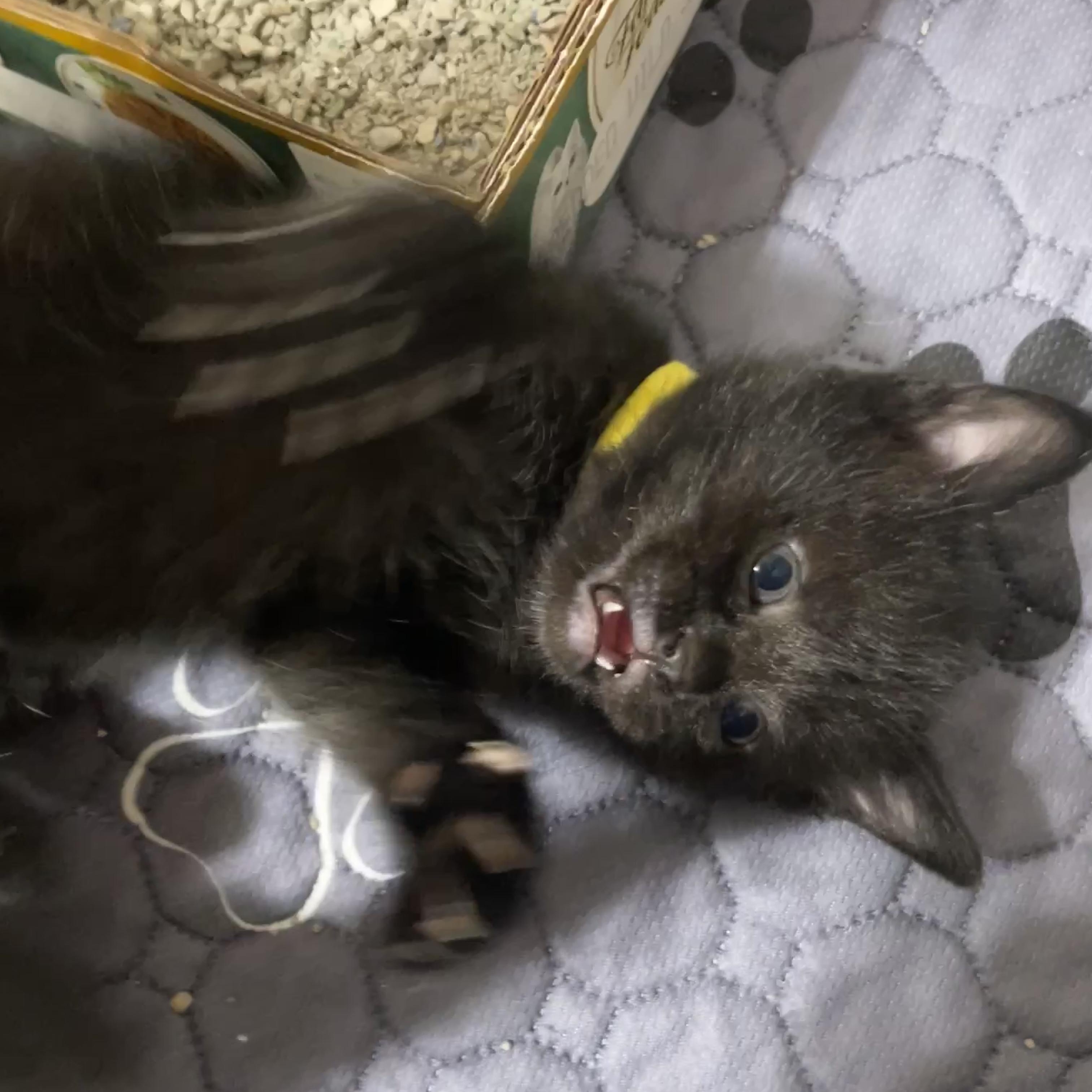 Dr. Robbie, ADOPTABLE, Kitten Female Domestic Short Hair.