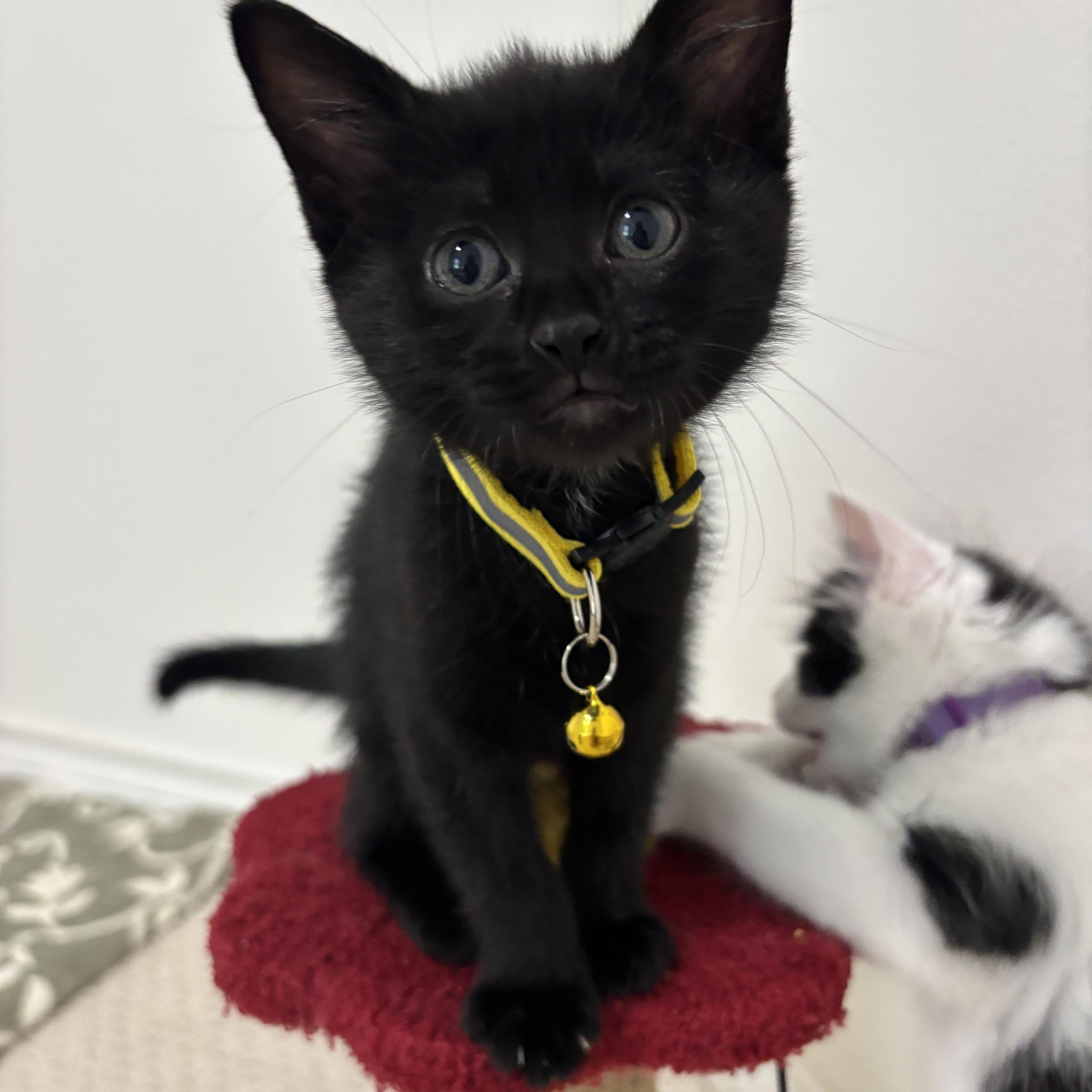 Dr. Robbie, a ADOPTABLE Domestic Short Hair in Bryan, TX image 5/6