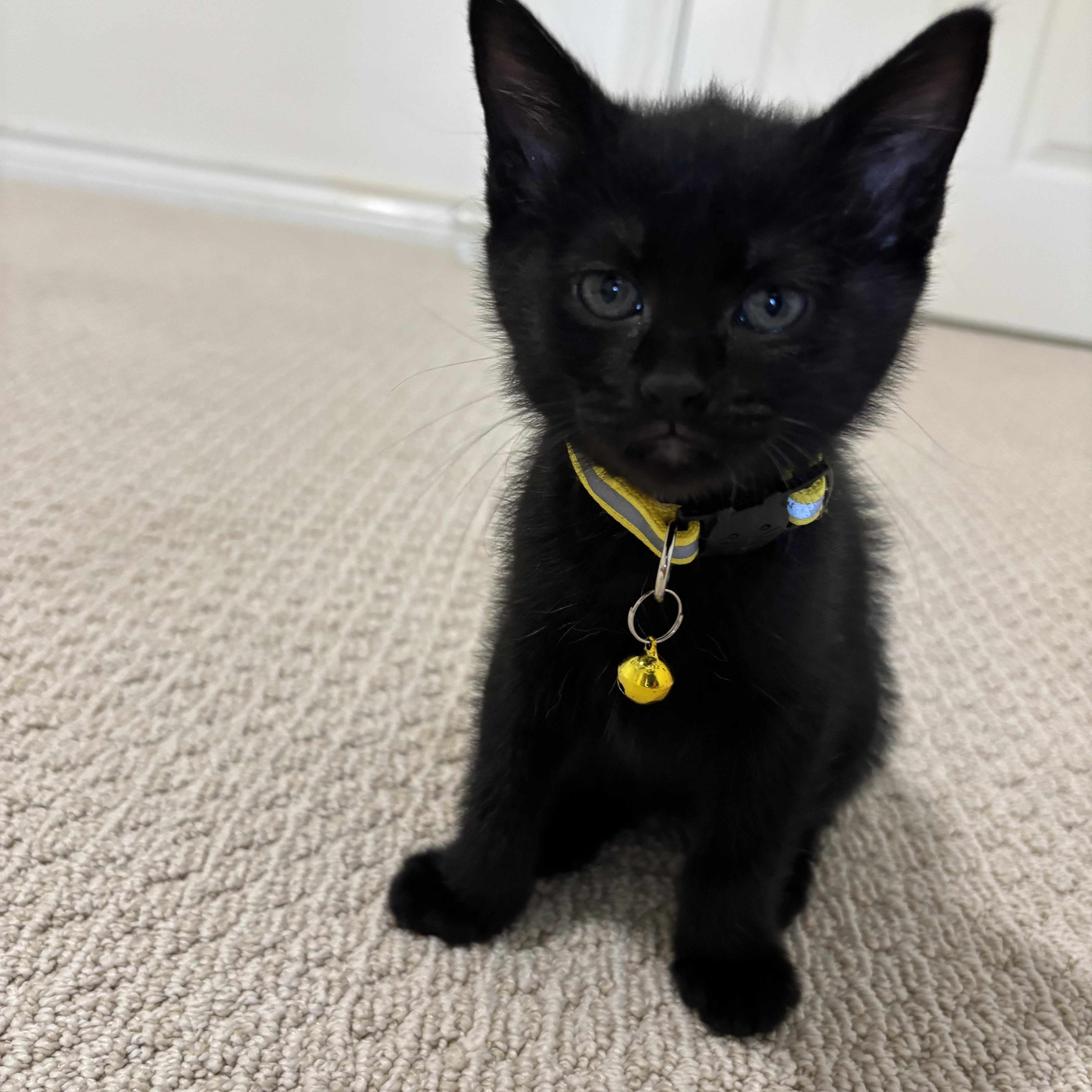 Dr. Robbie, a ADOPTABLE Domestic Short Hair in Bryan, TX image 3/6
