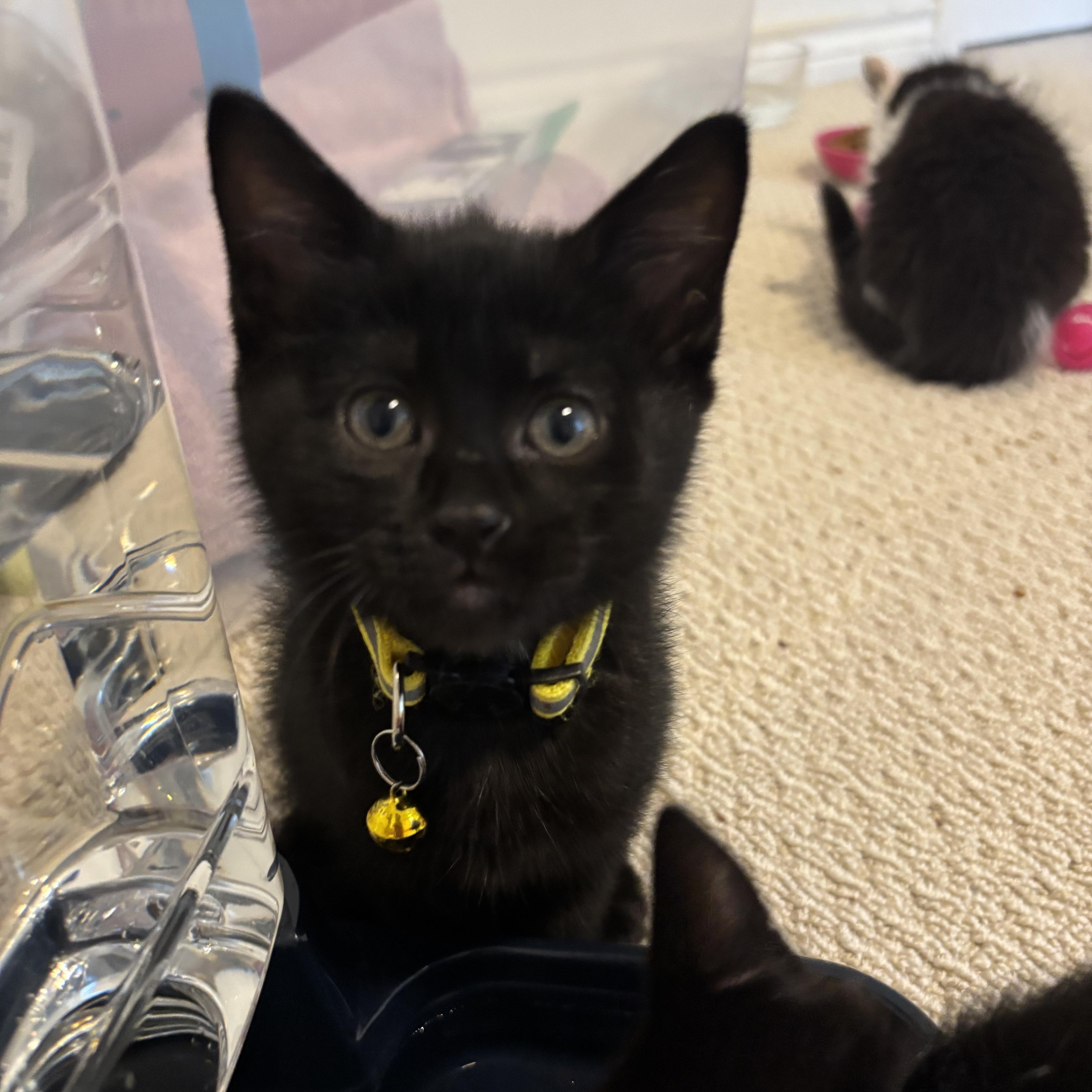 Dr. Robbie, a ADOPTABLE Domestic Short Hair in Bryan, TX image 6/6