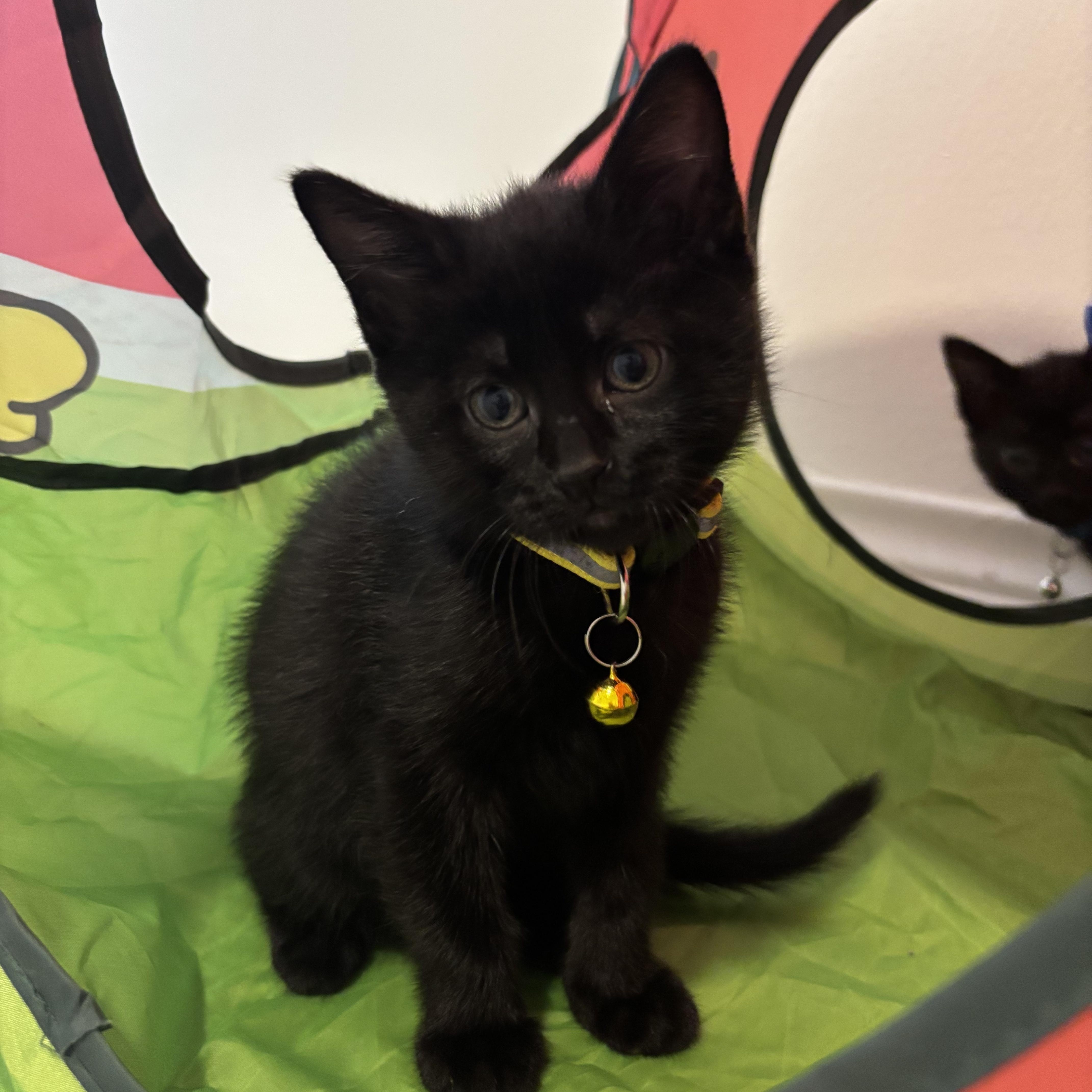 Dr. Robbie, a ADOPTABLE Domestic Short Hair in Bryan, TX image 2/6