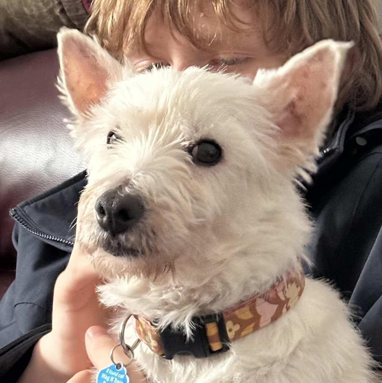 Enlarge Whisper, an adopted West Highland White Terrier / Westie in Omaha, NE image 2/3