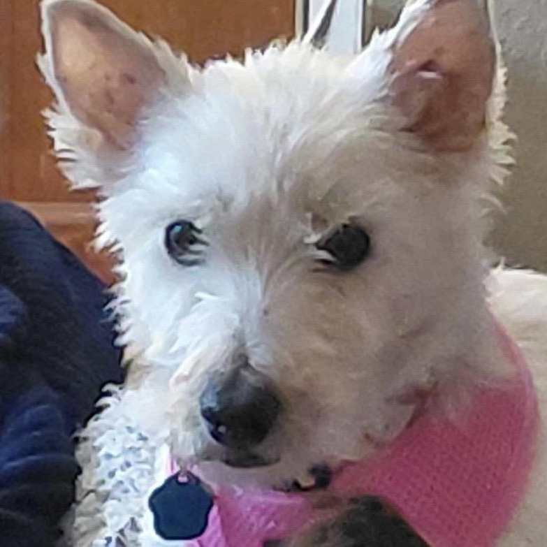 Enlarge Whisper, an adopted West Highland White Terrier / Westie in Omaha, NE image 1/3
