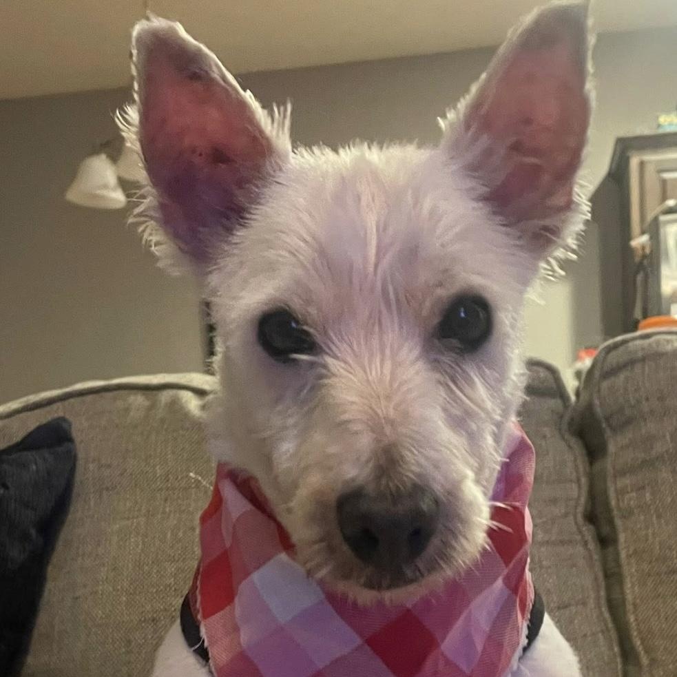Enlarge Whisper, an adopted West Highland White Terrier / Westie in Omaha, NE image 3/3