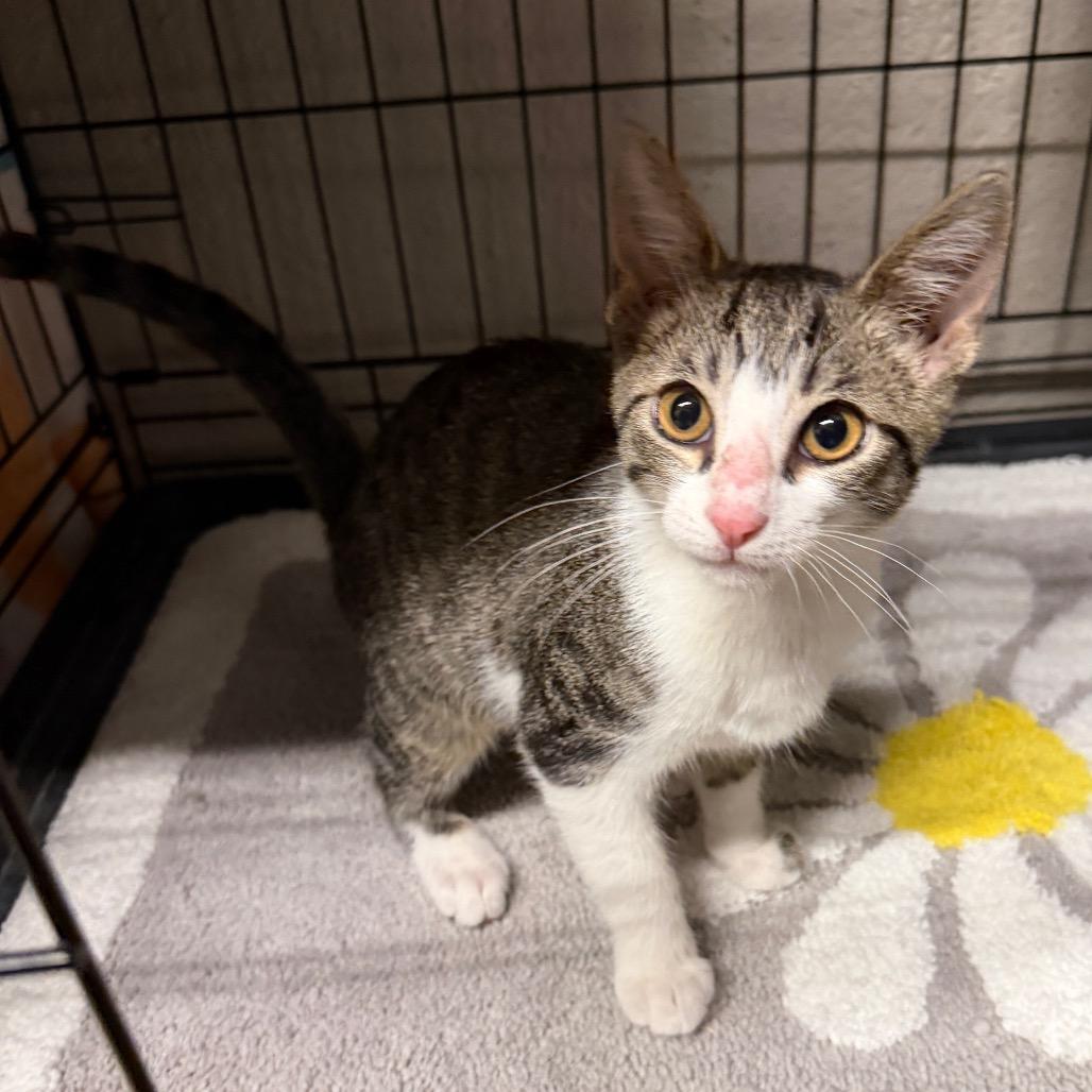 Callaway, Adoptable, Kitten Male Domestic Short Hair.