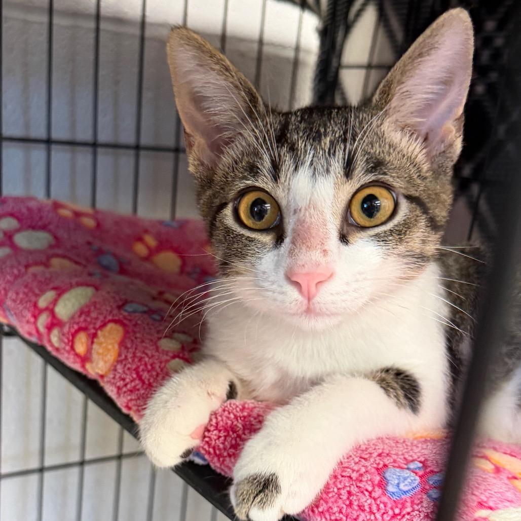 Enlarge Callaway, a Adoptable Domestic Short Hair in Middleburg Heights , OH image 2/3