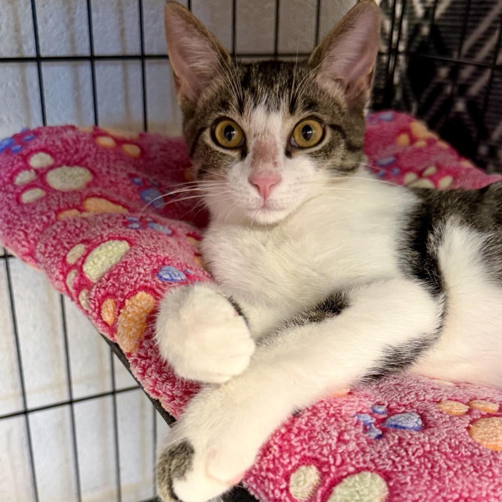 Enlarge Callaway, a Adoptable Domestic Short Hair in Middleburg Heights , OH image 3/3