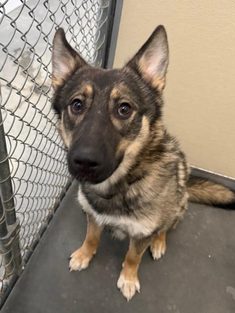 Kosmo, Adoptable, Young Male Husky & Shepherd.