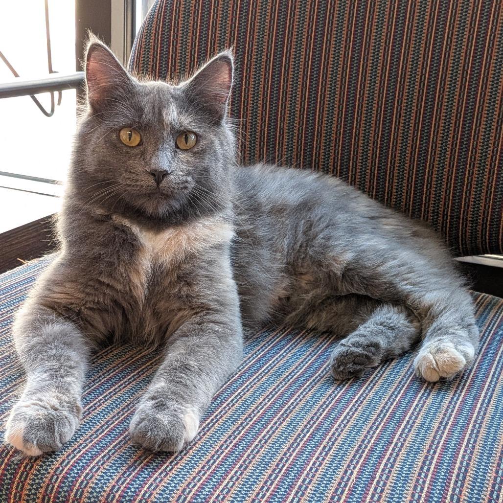 Chelsey, Adoptable, Young Female Domestic Medium Hair.