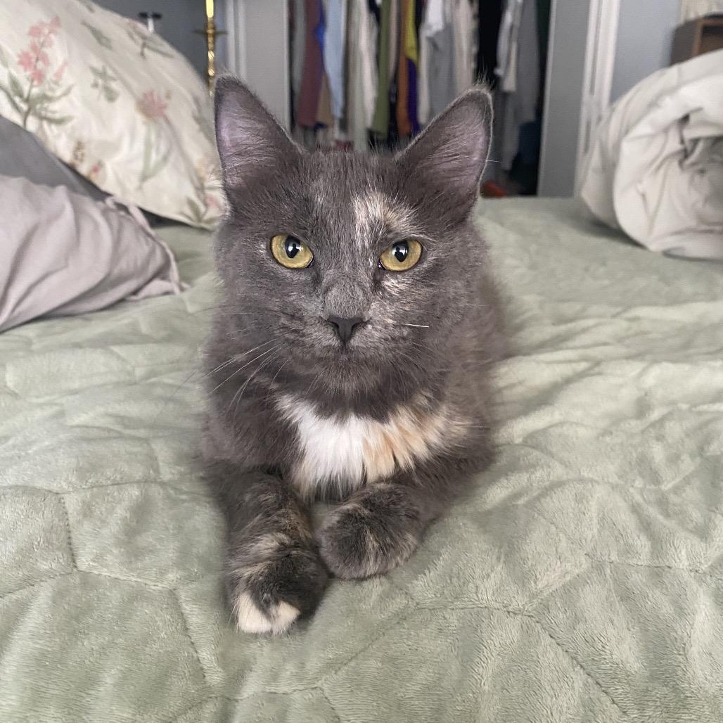 Chelsey, a Adoptable Domestic Medium Hair in Springfield, IL image 2/4