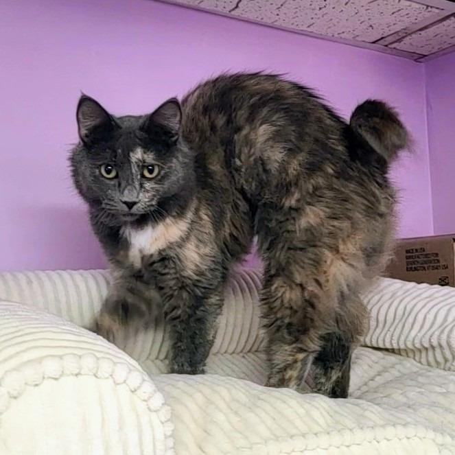 Chelsey, a Adoptable Domestic Medium Hair in Springfield, IL image 3/4