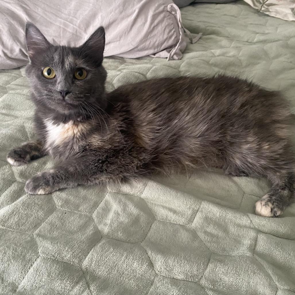 Chelsey, a Adoptable Domestic Medium Hair in Springfield, IL image 4/4