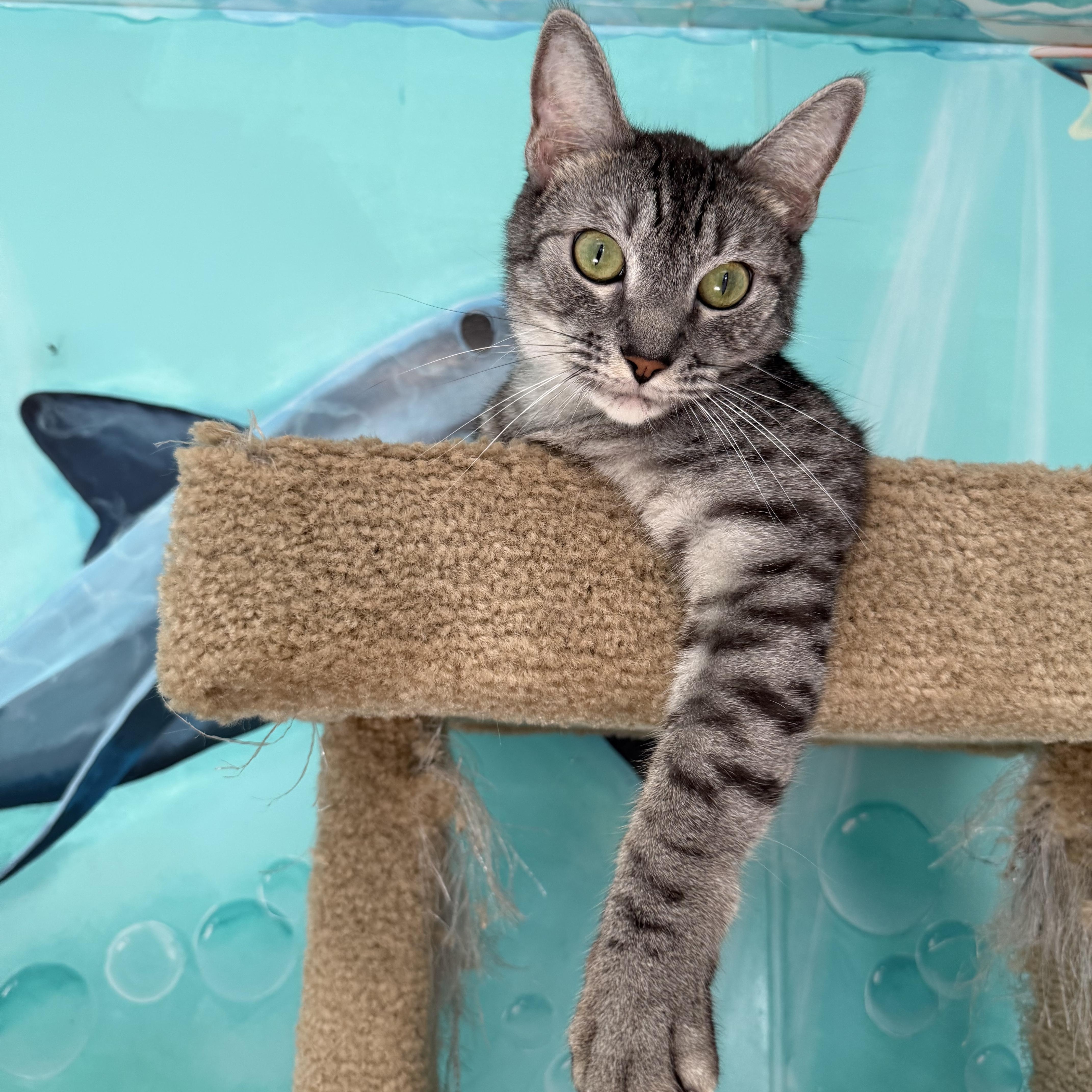Enlarge James, a Adoptable Tabby in Newport Beach, CA image 1/5