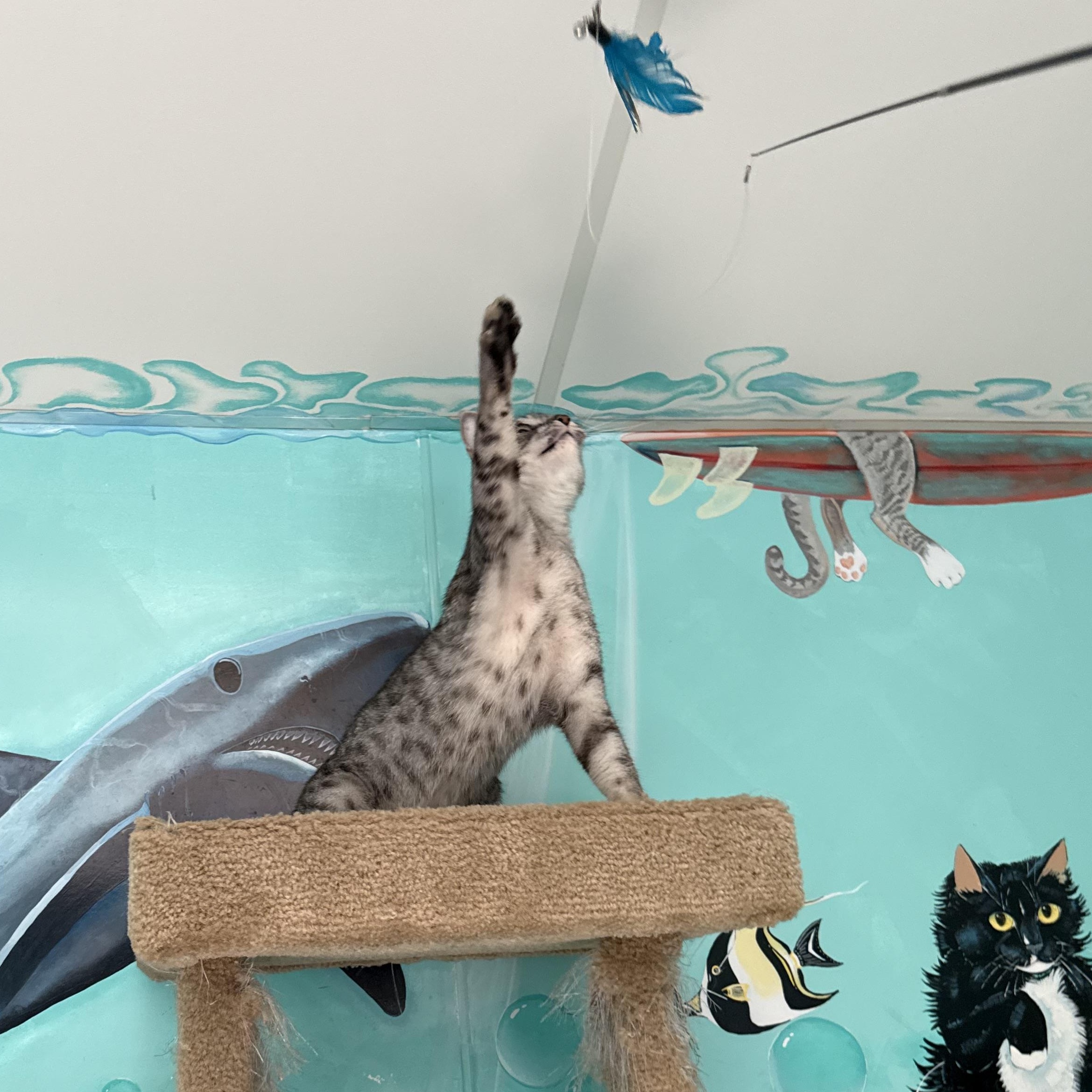 Enlarge James, a Adoptable Tabby in Newport Beach, CA image 4/5