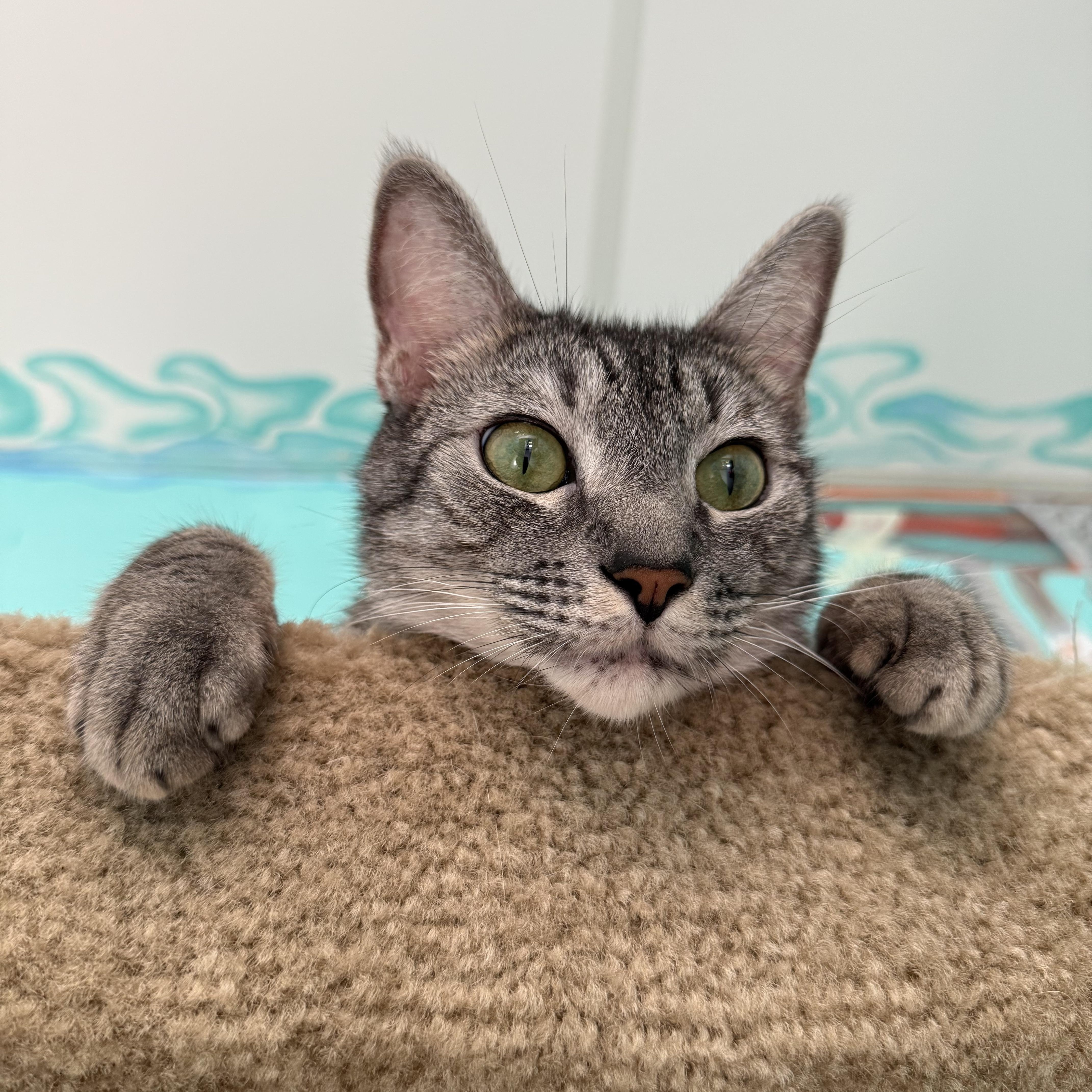 Enlarge James, a Adoptable Tabby in Newport Beach, CA image 3/5