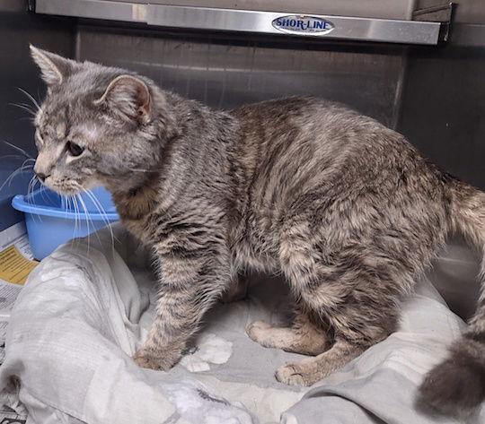 Baloo, Adopted, Young Male Domestic Short Hair.