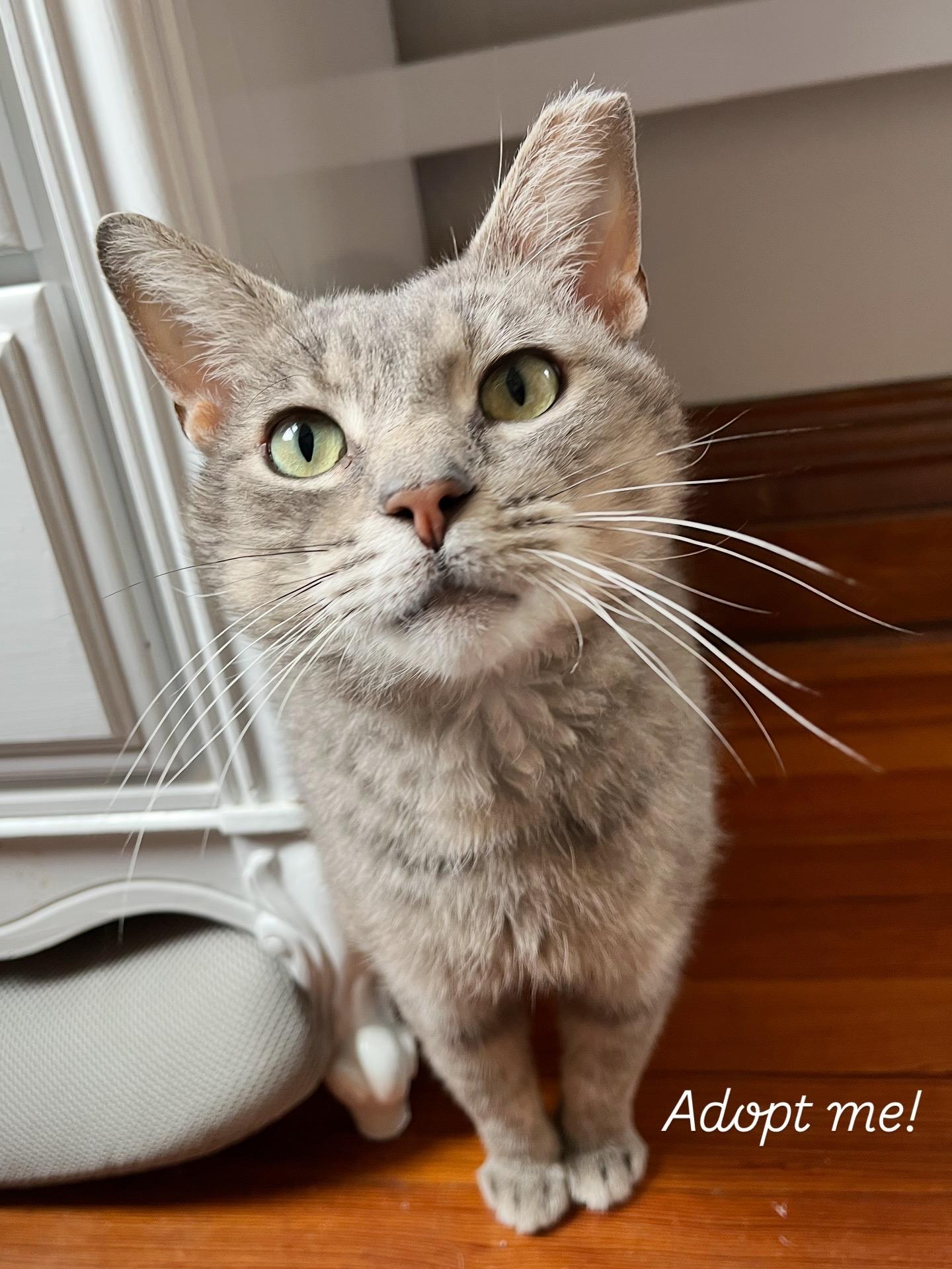 Enlarge Mouse, a Adopted Domestic Short Hair in Lima, OH image 2/6