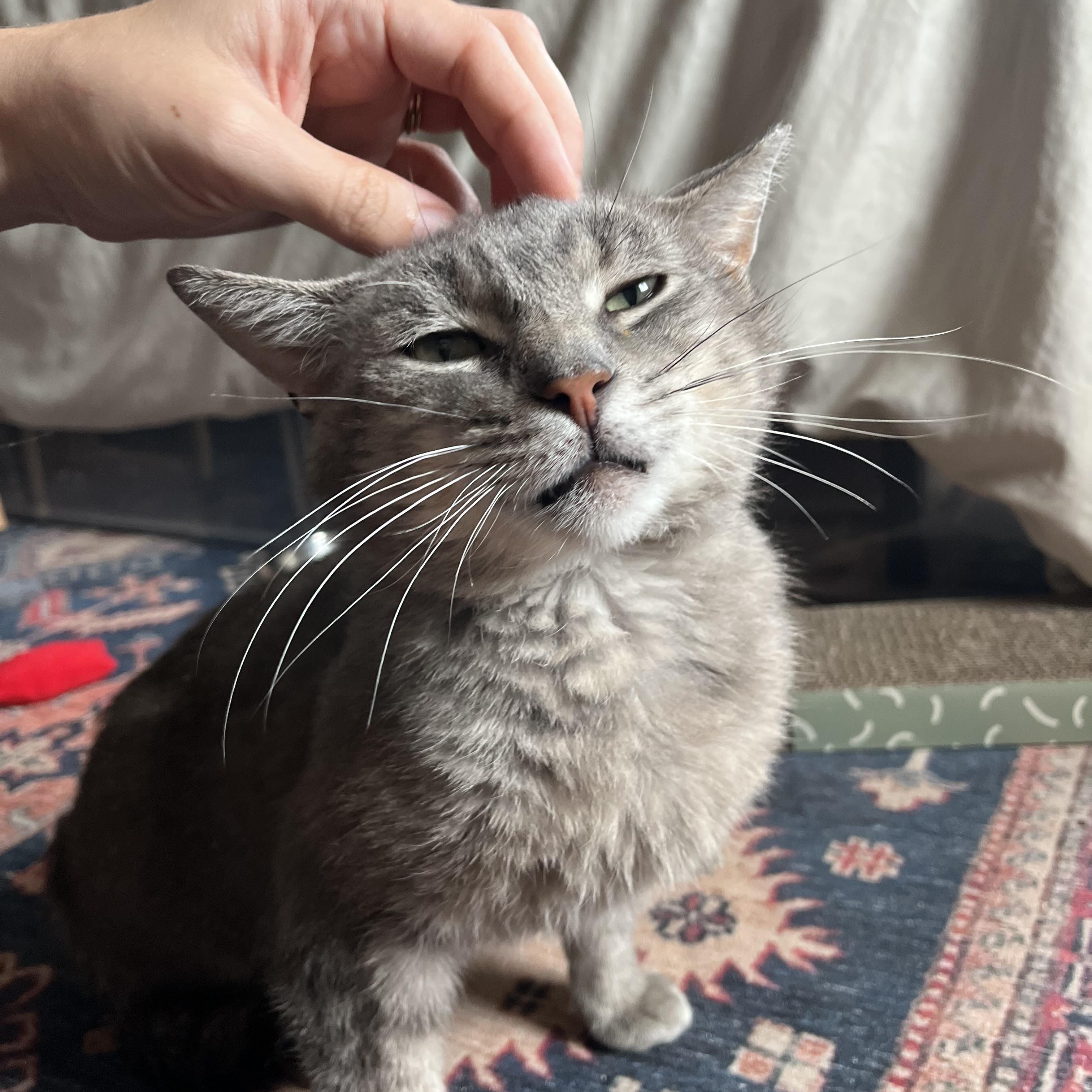 Enlarge Mouse, a Adopted Domestic Short Hair in Lima, OH image 6/6