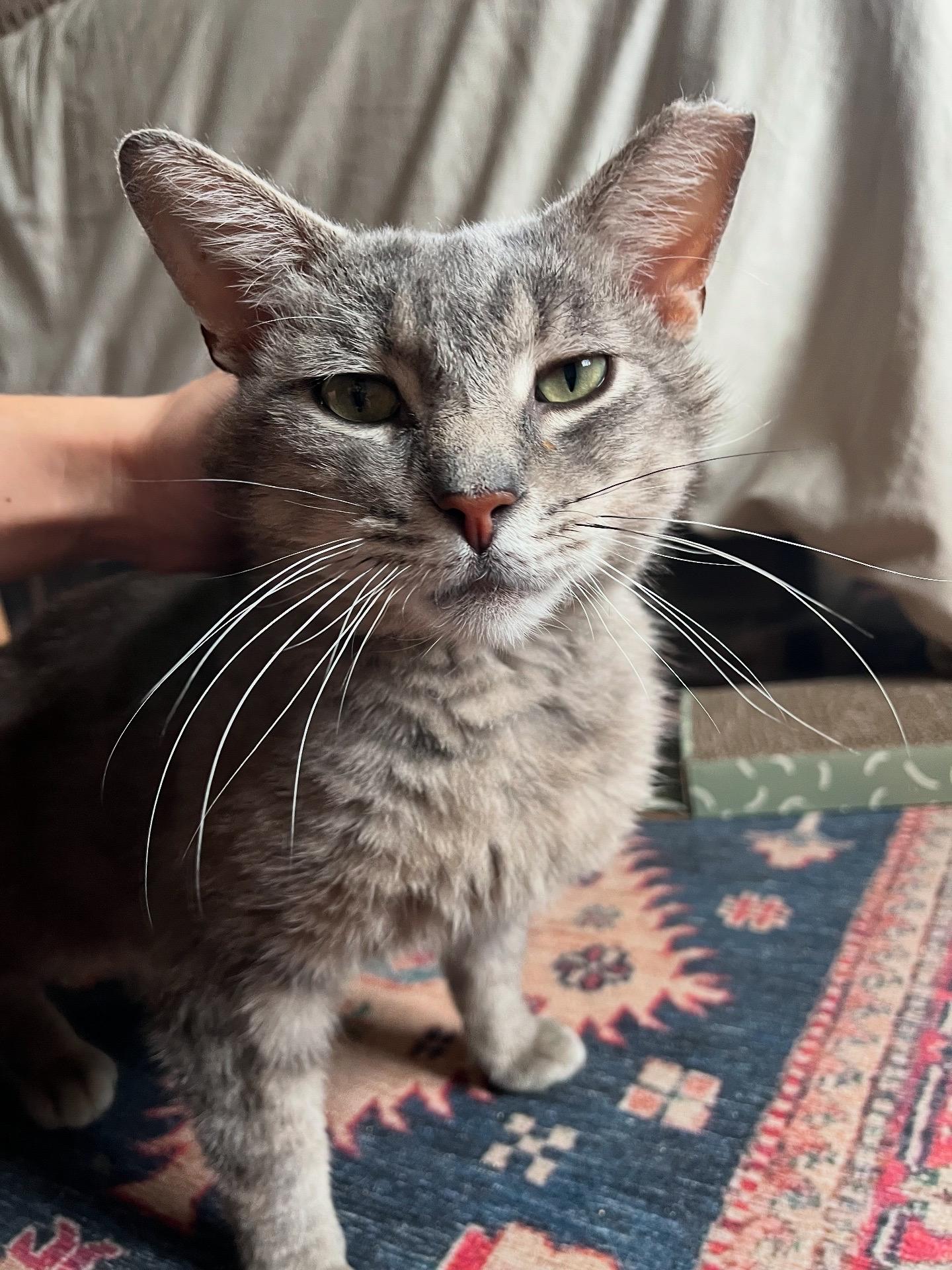 Enlarge Mouse, a Adopted Domestic Short Hair in Lima, OH image 4/6