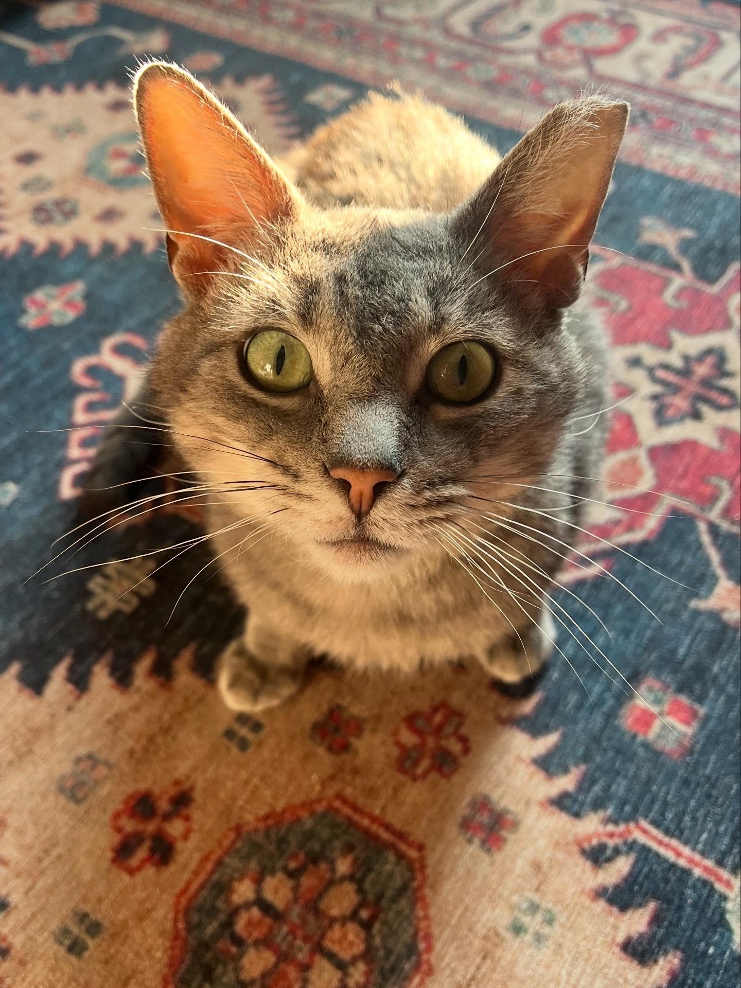 Enlarge Mouse, a Adopted Domestic Short Hair in Lima, OH image 1/6