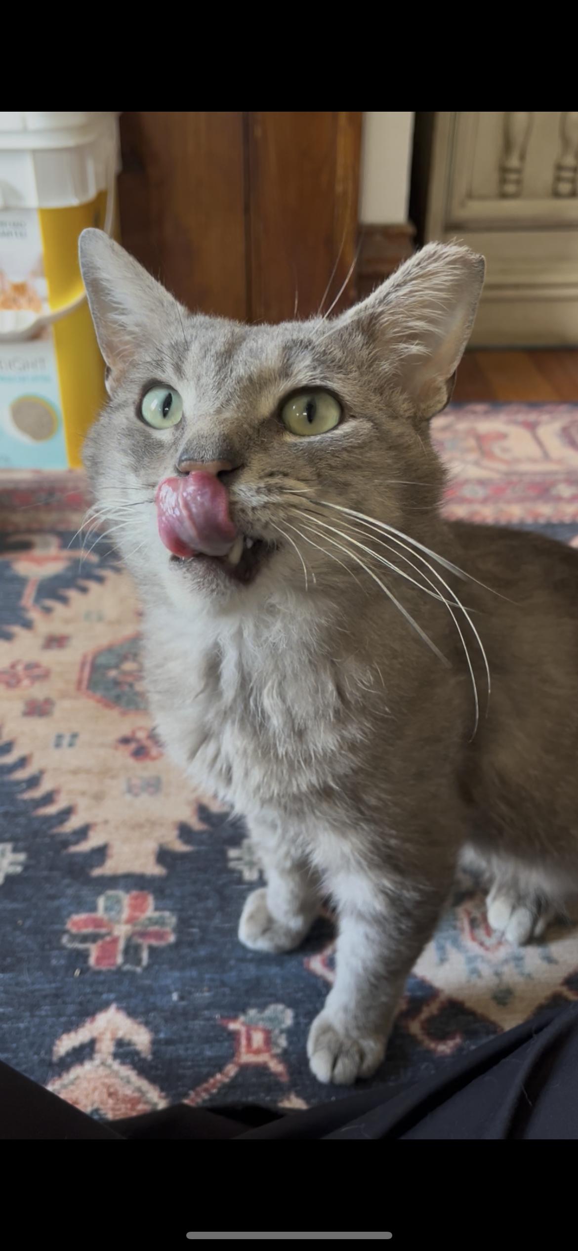 Enlarge Mouse, a Adopted Domestic Short Hair in Lima, OH image 5/6