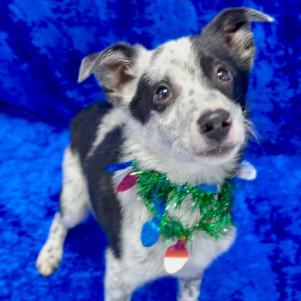 Aiden, Adoptable, Puppy Male Australian Cattle Dog / Blue Heeler & Mixed Breed.