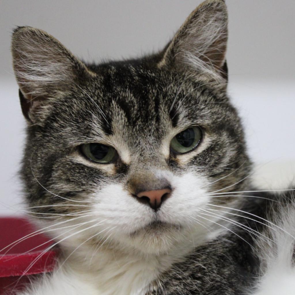 Juniper, Adoptable, Adult Female Domestic Short Hair.