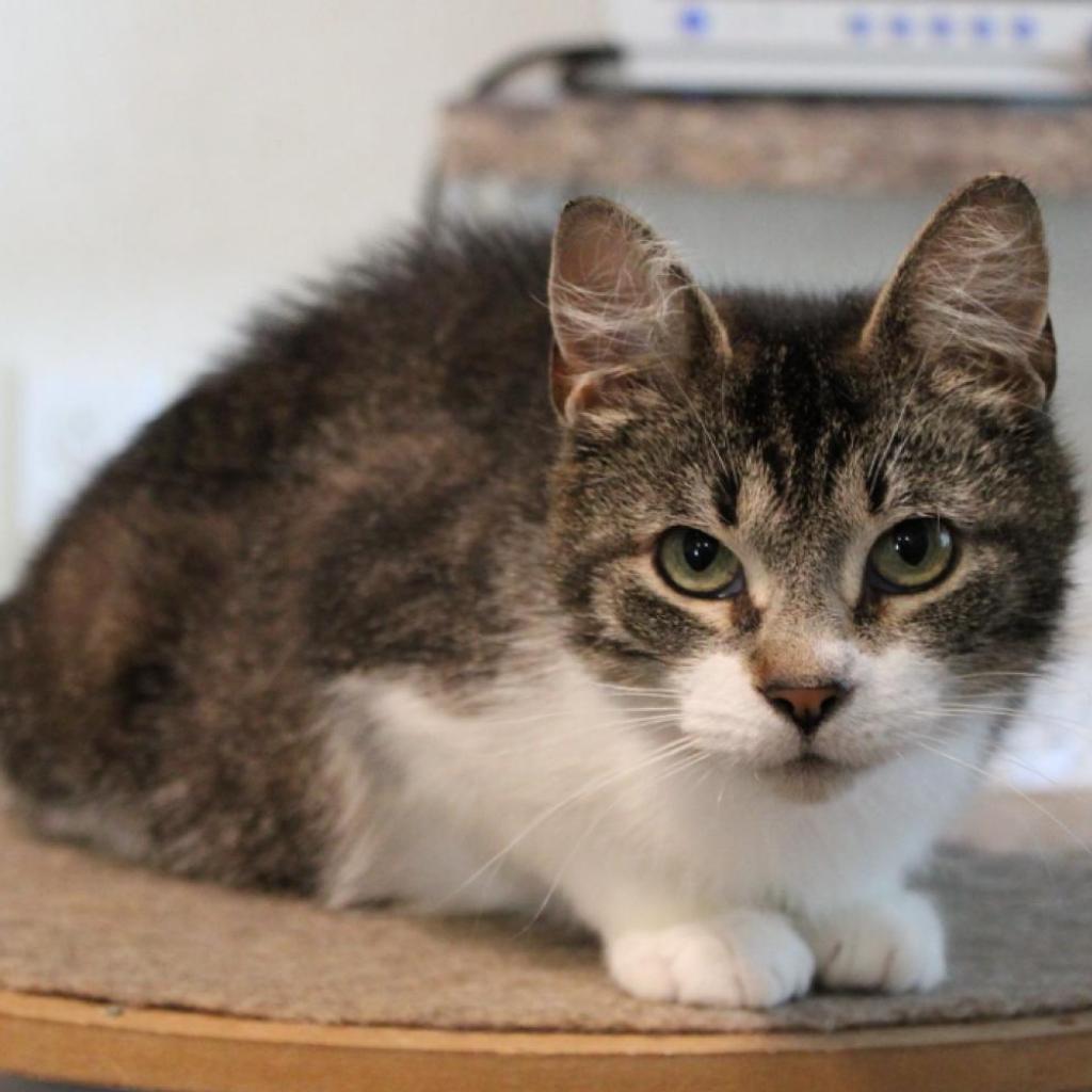 Enlarge Juniper, a Adoptable Domestic Short Hair in Defiance, OH image 2/6