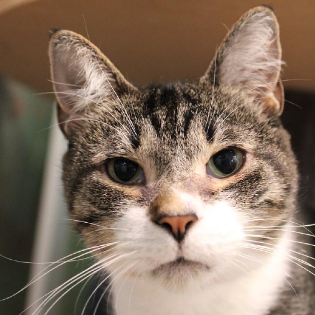 Enlarge Juniper, a Adoptable Domestic Short Hair in Defiance, OH image 3/6