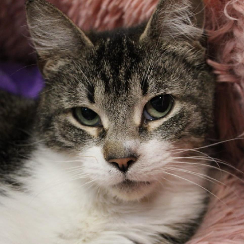 Enlarge Juniper, a Adoptable Domestic Short Hair in Defiance, OH image 4/6