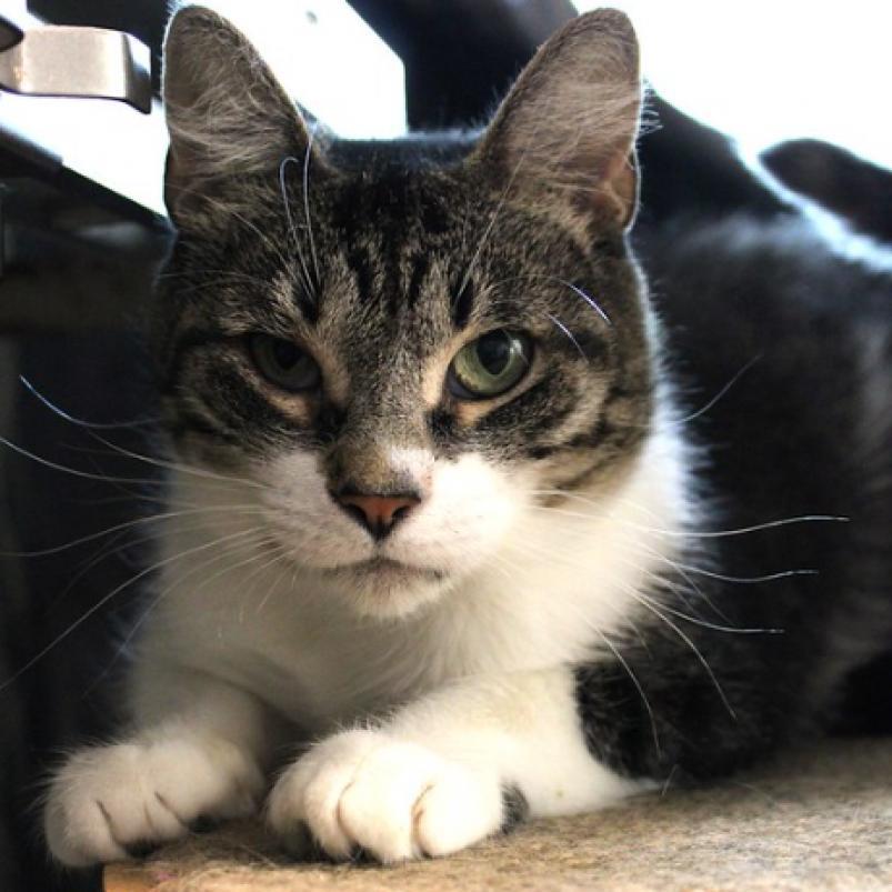 Enlarge Juniper, a Adoptable Domestic Short Hair in Defiance, OH image 5/6