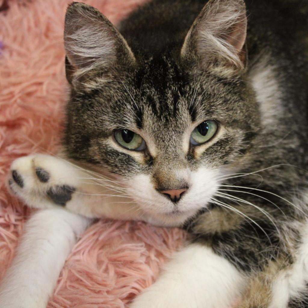 Enlarge Juniper, a Adoptable Domestic Short Hair in Defiance, OH image 6/6