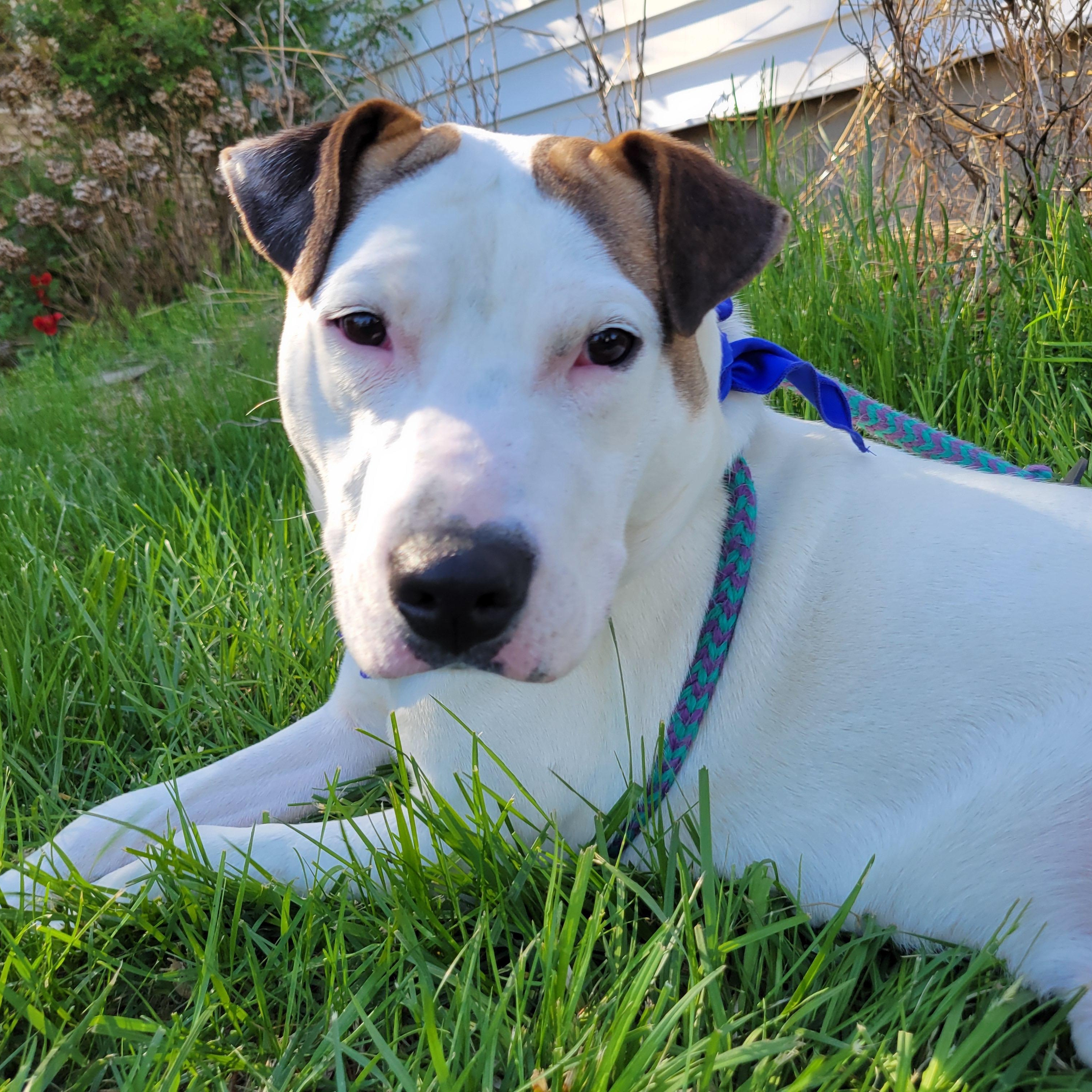 Blue, a Adoptable mixed breed in Cumberland, RI image 5/6