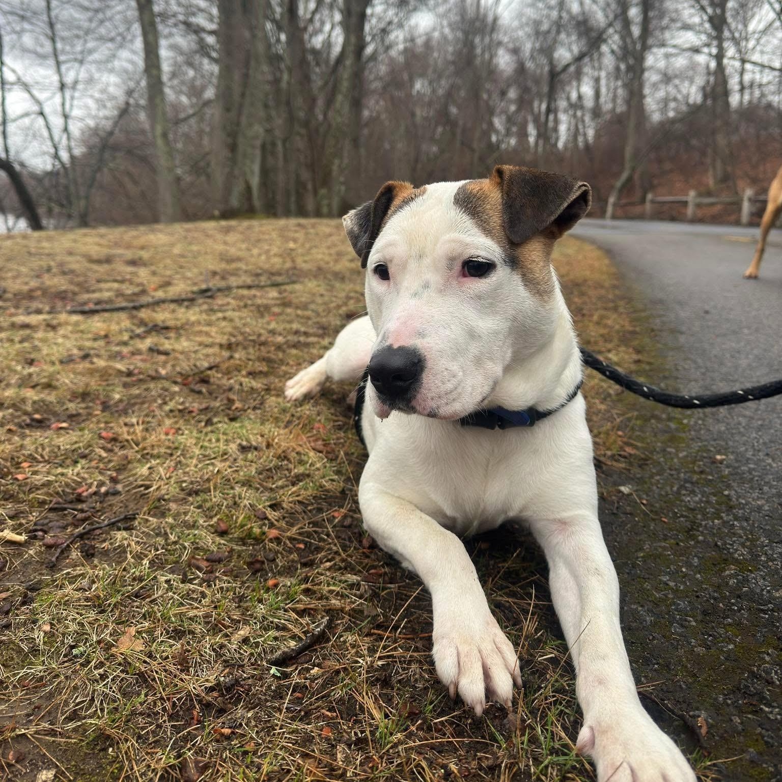 Blue, a Adoptable mixed breed in Cumberland, RI image 3/6