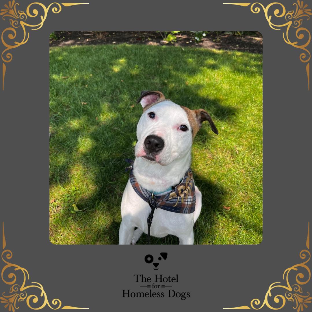 Blue, a Adoptable mixed breed in Cumberland, RI image 1/6