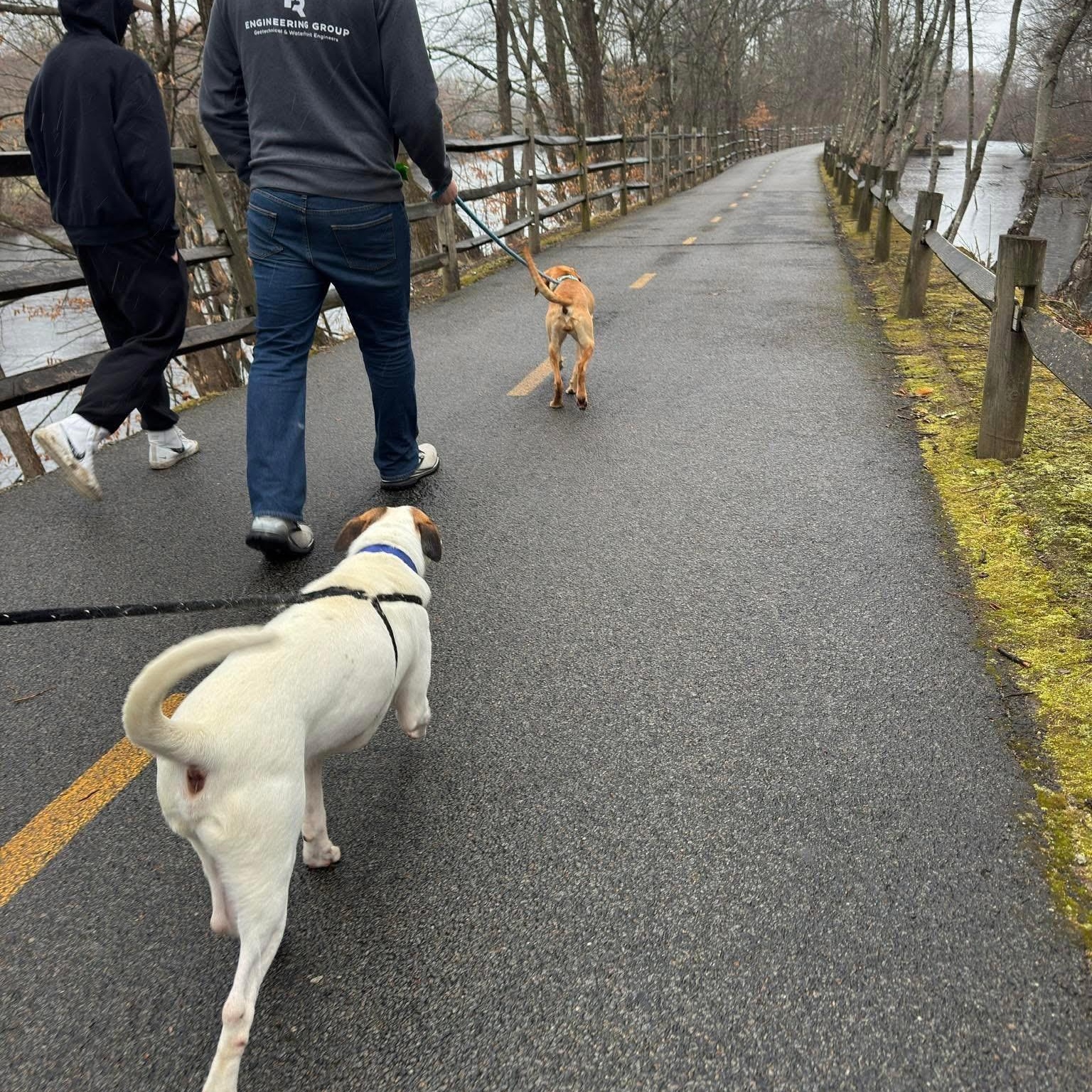 Blue, a Adoptable mixed breed in Cumberland, RI image 4/6