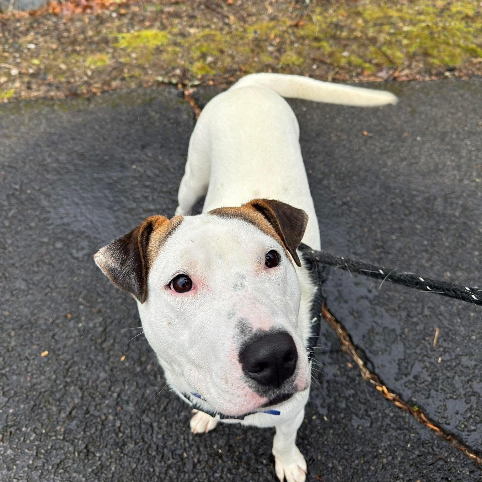 Blue, a Adoptable mixed breed in Cumberland, RI image 2/6