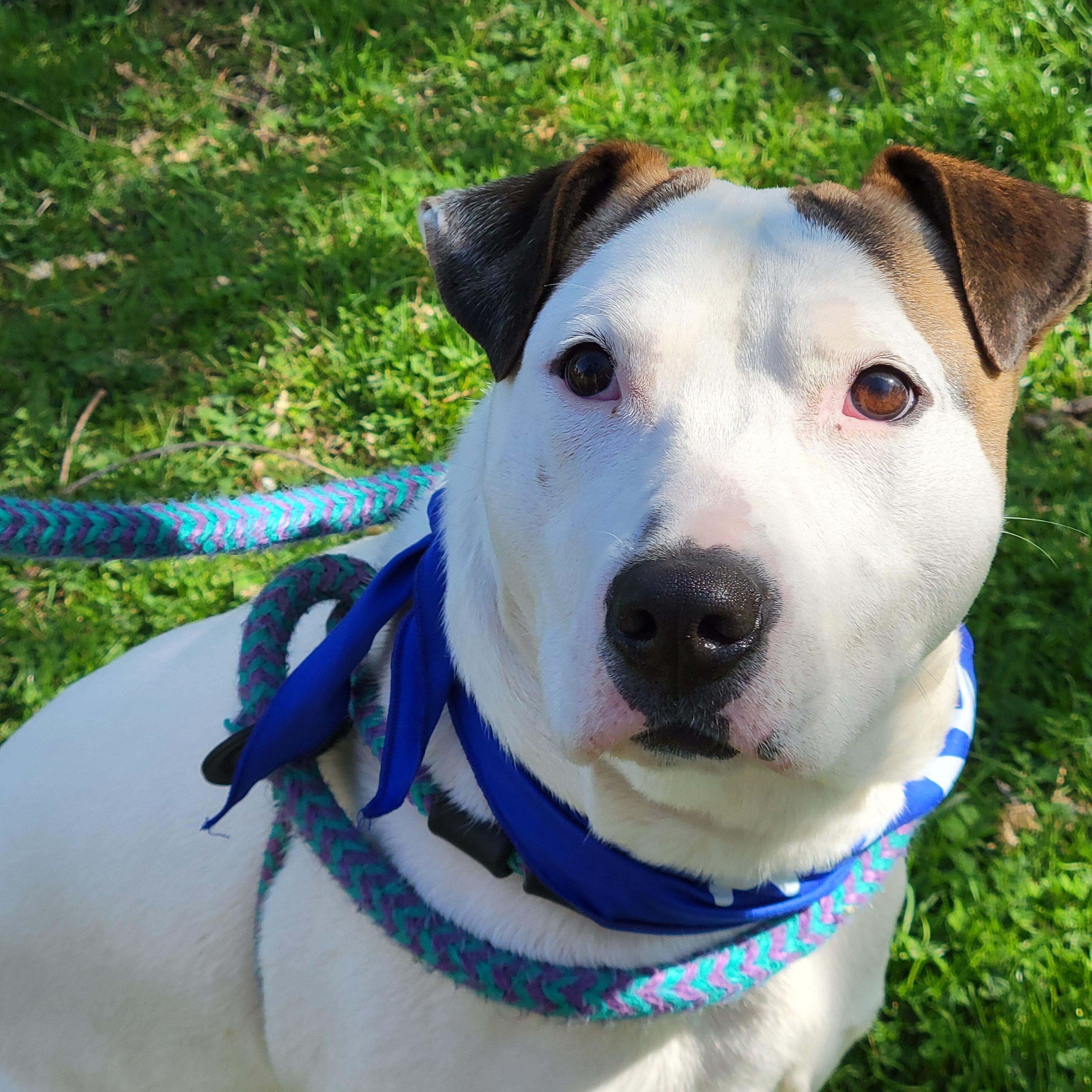 Blue, a Adoptable mixed breed in Cumberland, RI image 6/6