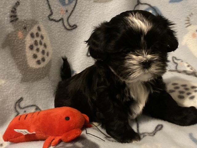 Enlarge Moe Sweet, an adopted mixed breed in Andover, MA image 3/6