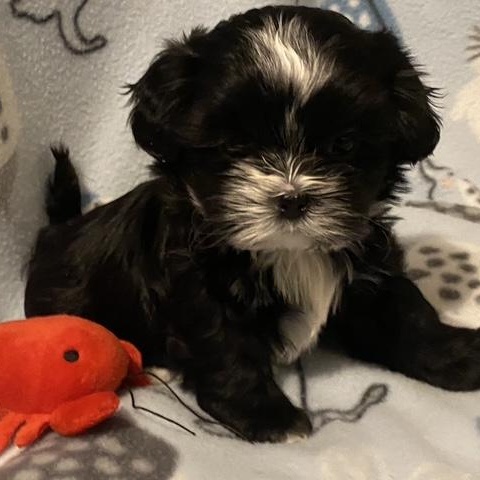 Enlarge Moe Sweet, an adopted mixed breed in Andover, MA image 1/6