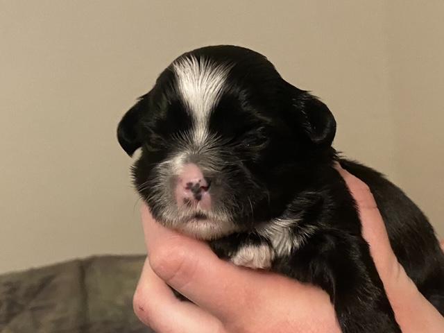 Enlarge Moe Sweet, an adopted mixed breed in Andover, MA image 2/6