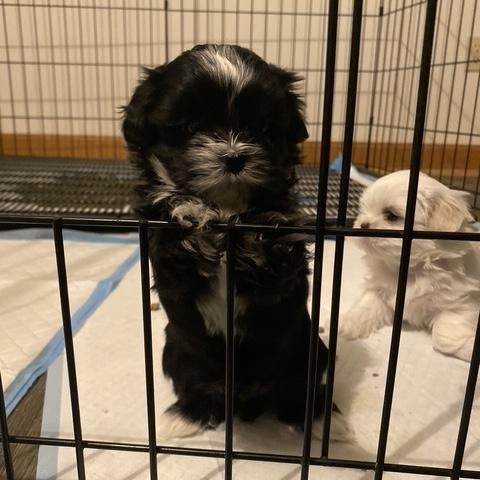 Enlarge Moe Sweet, an adopted mixed breed in Andover, MA image 5/6