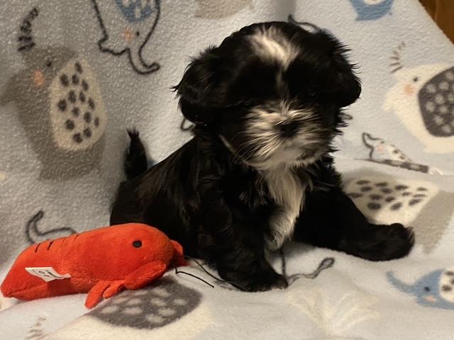 Enlarge Moe Sweet, an adopted mixed breed in Andover, MA image 4/6