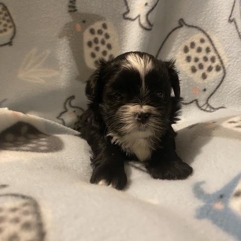 Enlarge Moe Sweet, an adopted mixed breed in Andover, MA image 6/6