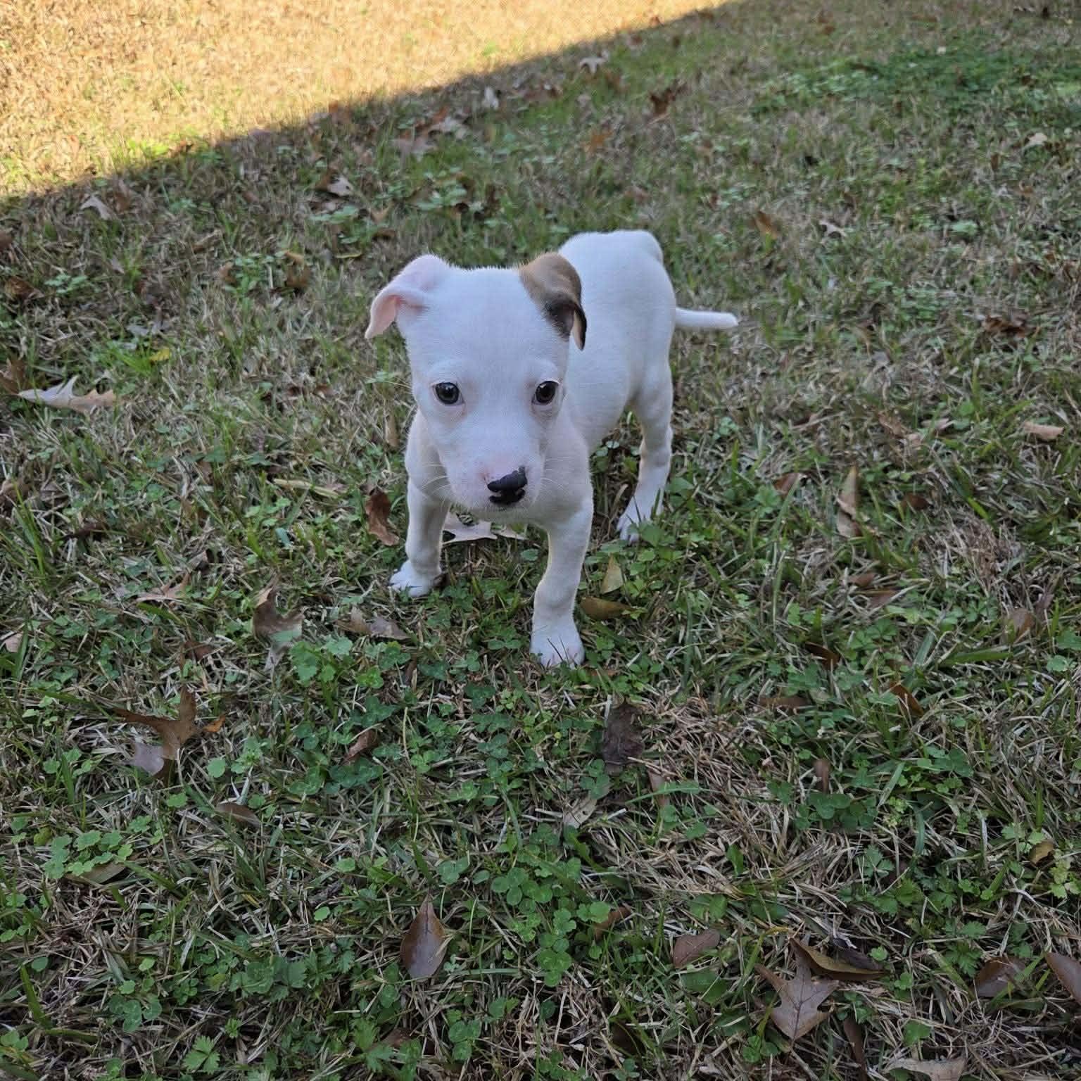 Enlarge Maisie, a ADOPTABLE mixed breed in Smithfield, RI image 3/6
