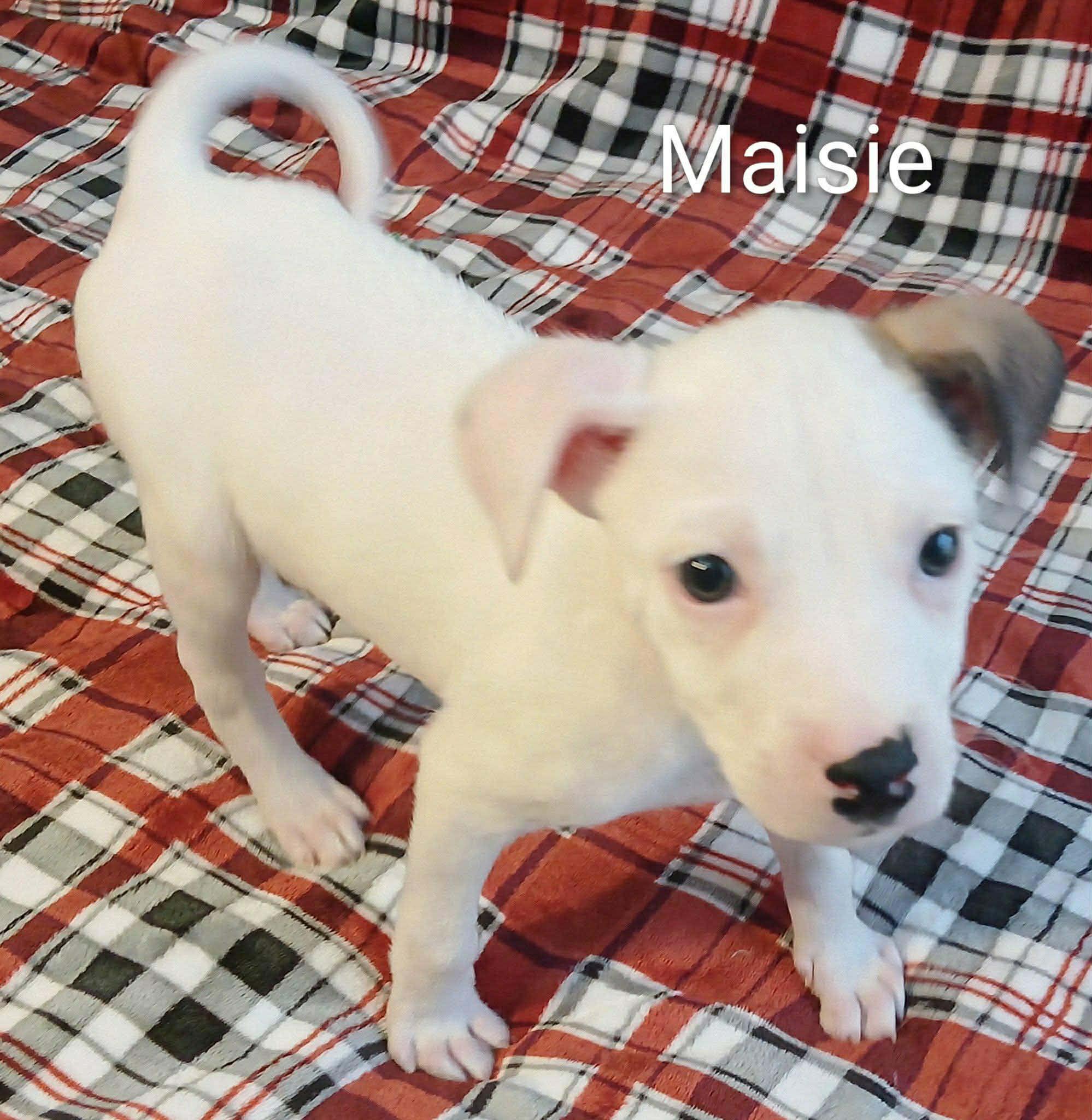 Maisie, ADOPTABLE, Puppy Female Chihuahua.
