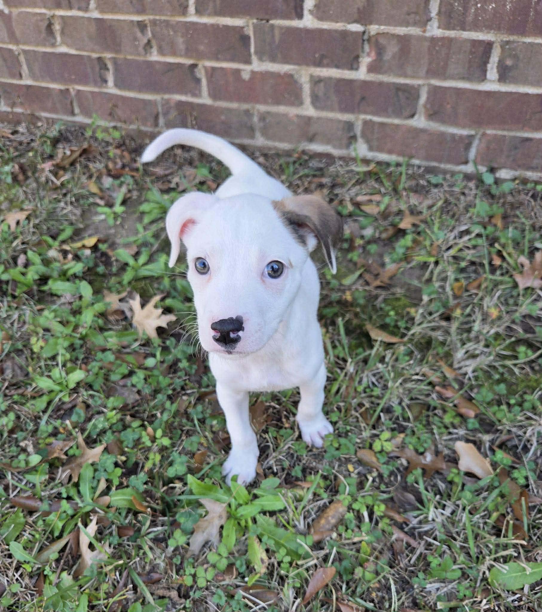 Enlarge Maisie, a ADOPTABLE mixed breed in Smithfield, RI image 5/6