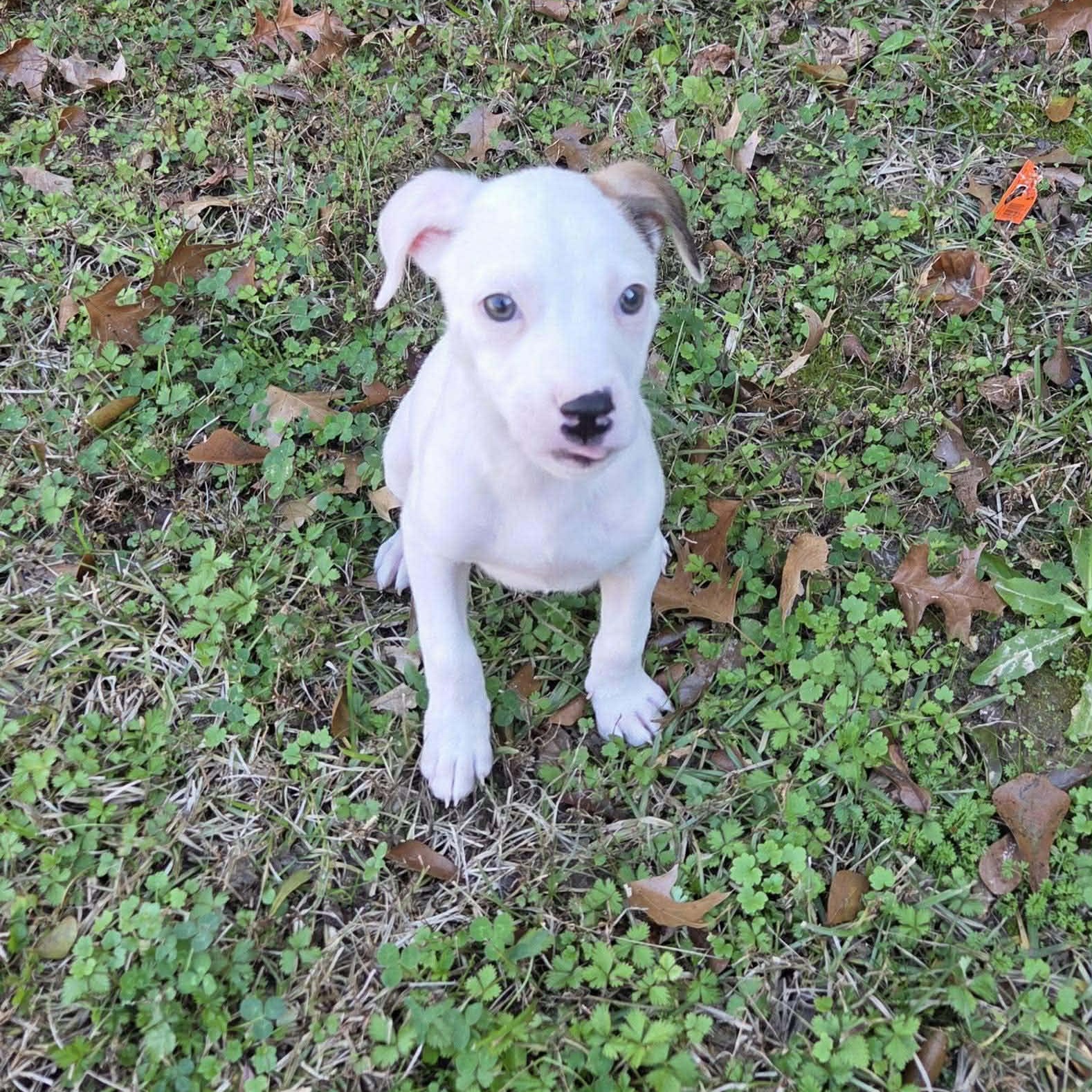 Enlarge Maisie, a ADOPTABLE mixed breed in Smithfield, RI image 4/6